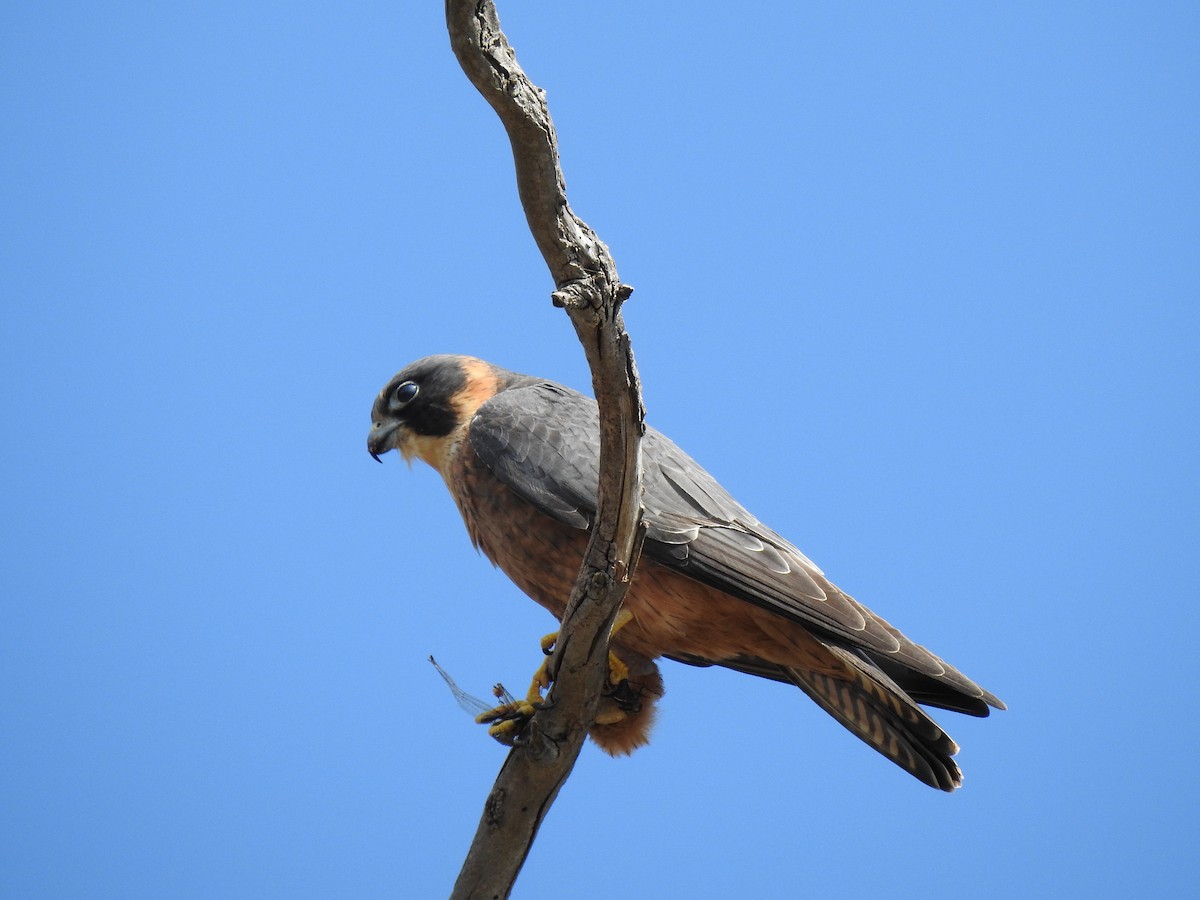 Australian Hobby - ML620439575