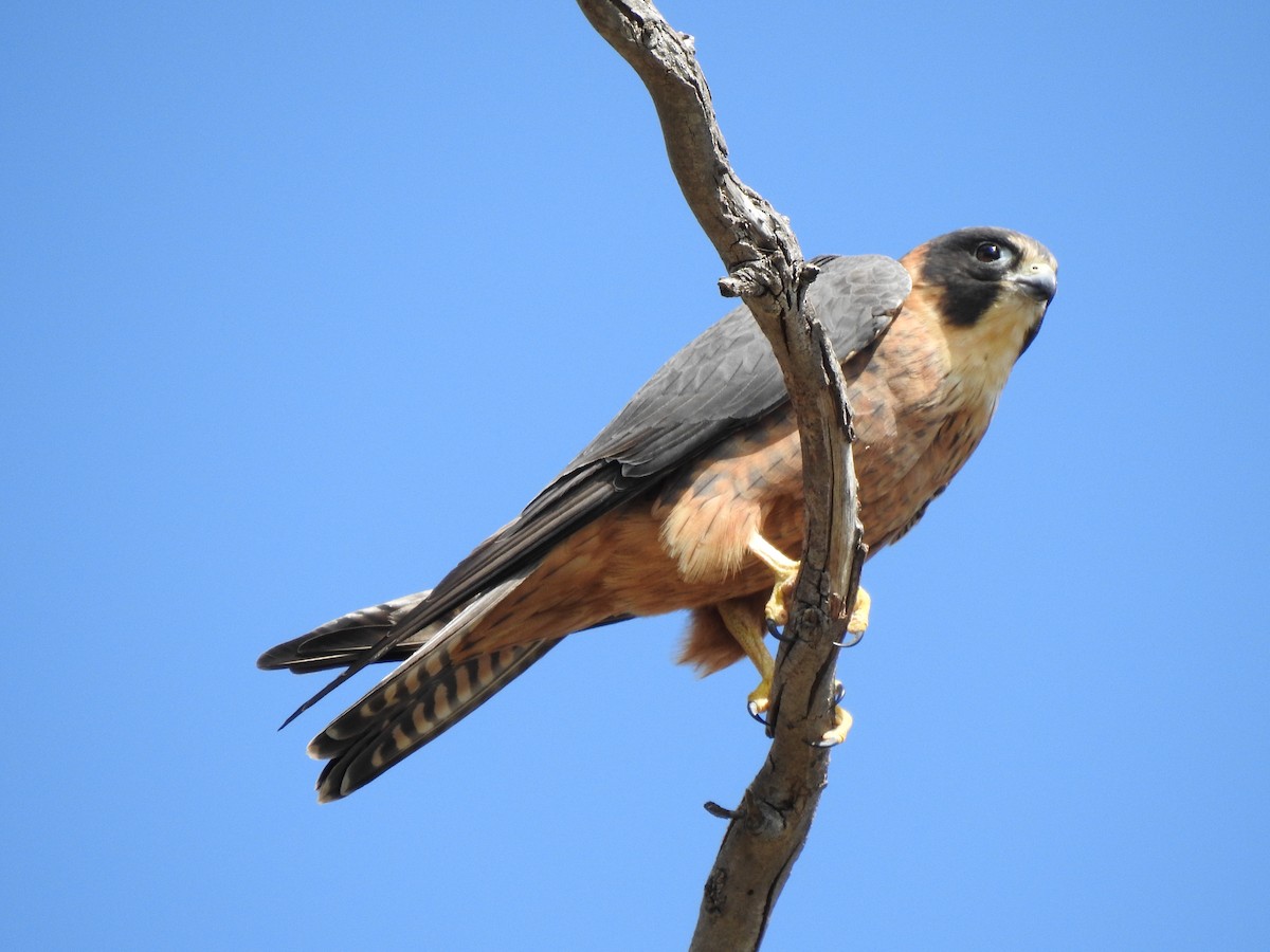 Australian Hobby - ML620439576