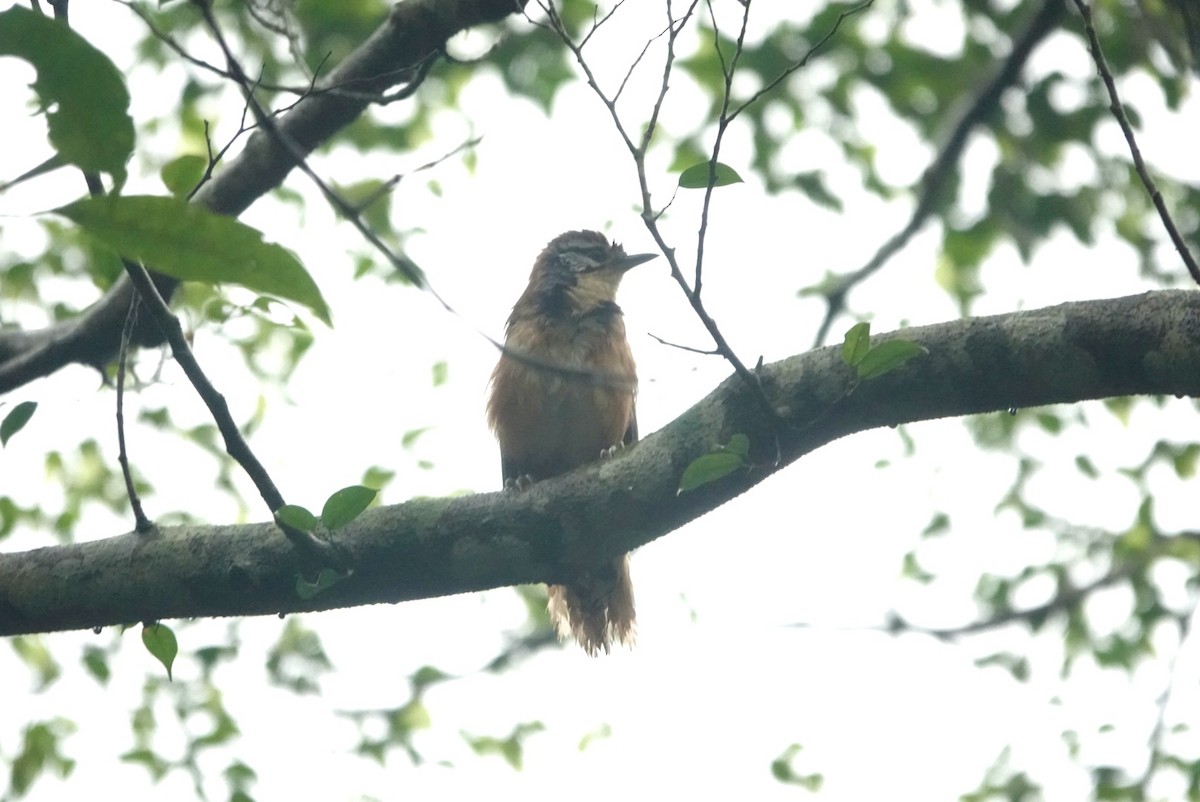 Greater Necklaced Laughingthrush - ML620439580