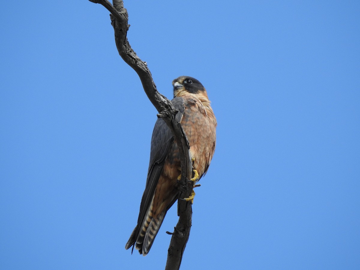 Australian Hobby - ML620439581