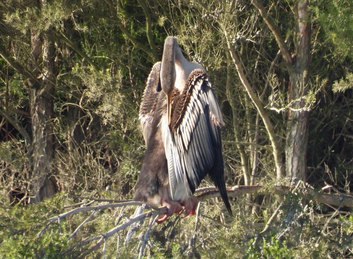 Austral-Schlangenhalsvogel - ML620439582