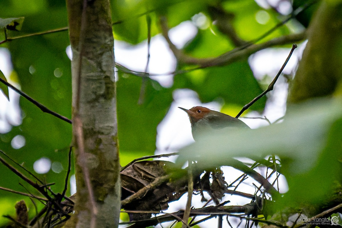 Rostwangen-Schneidervogel - ML620439586