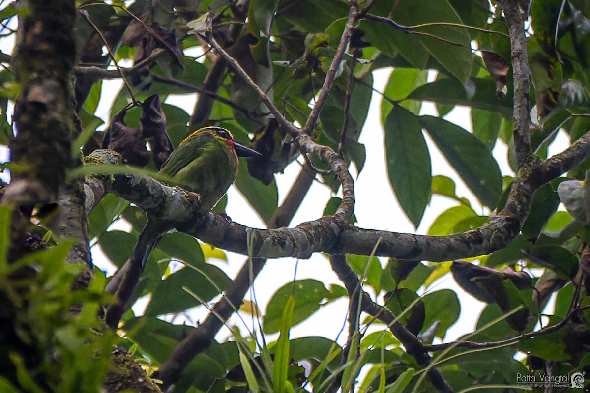 Black-banded Barbet - ML620439588