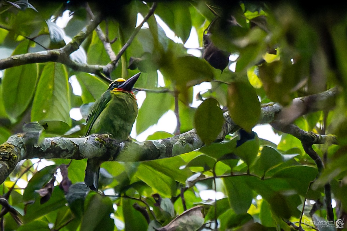 Black-banded Barbet - ML620439589