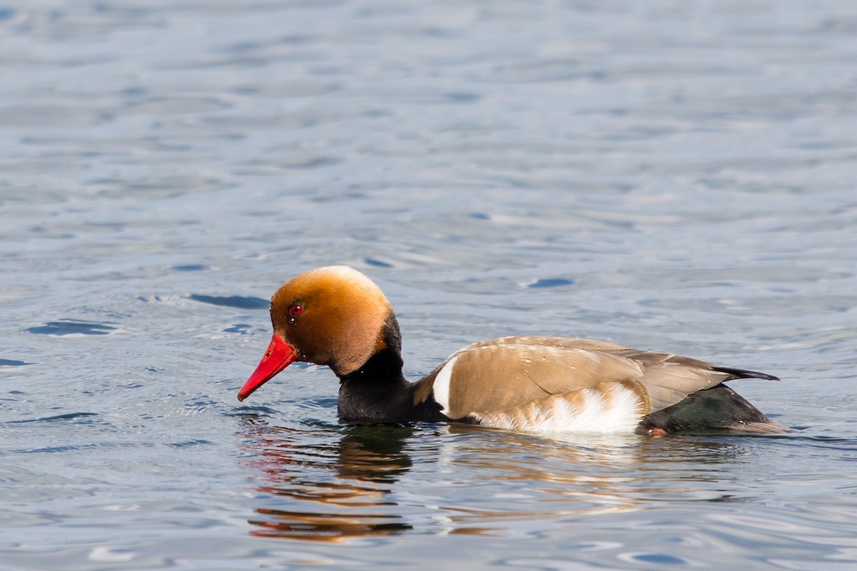 Red-crested Pochard - ML620439590