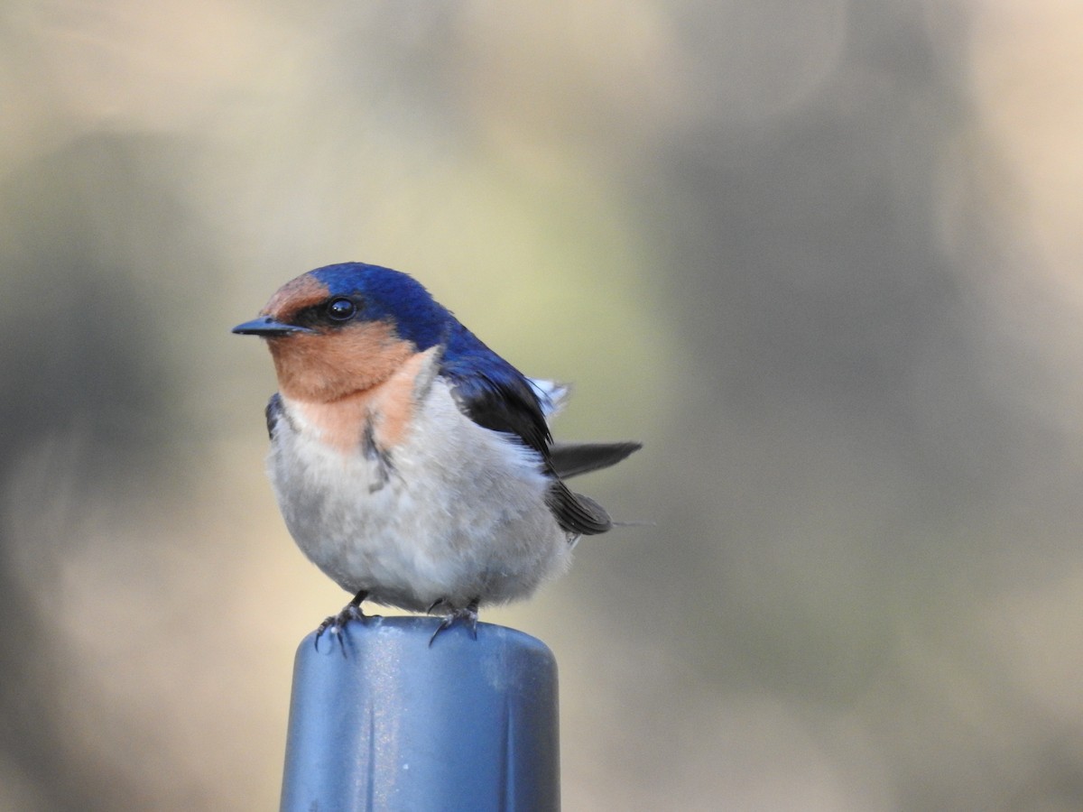 Golondrina Australiana - ML620439591