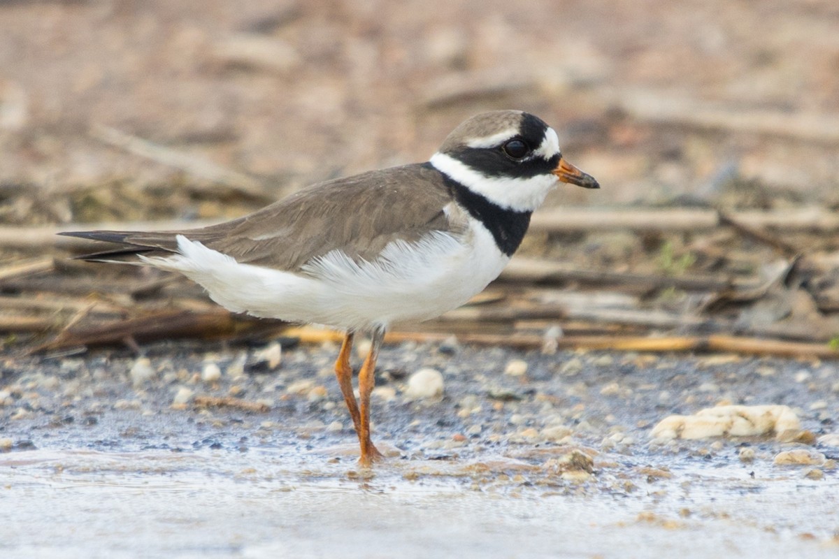 Common Ringed Plover - ML620439594