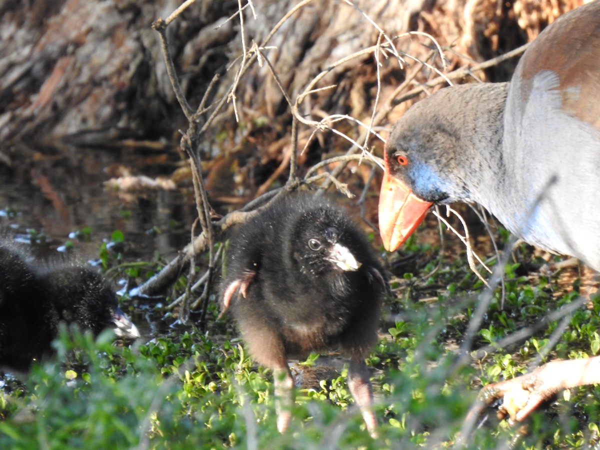 Australasian Swamphen - ML620439595