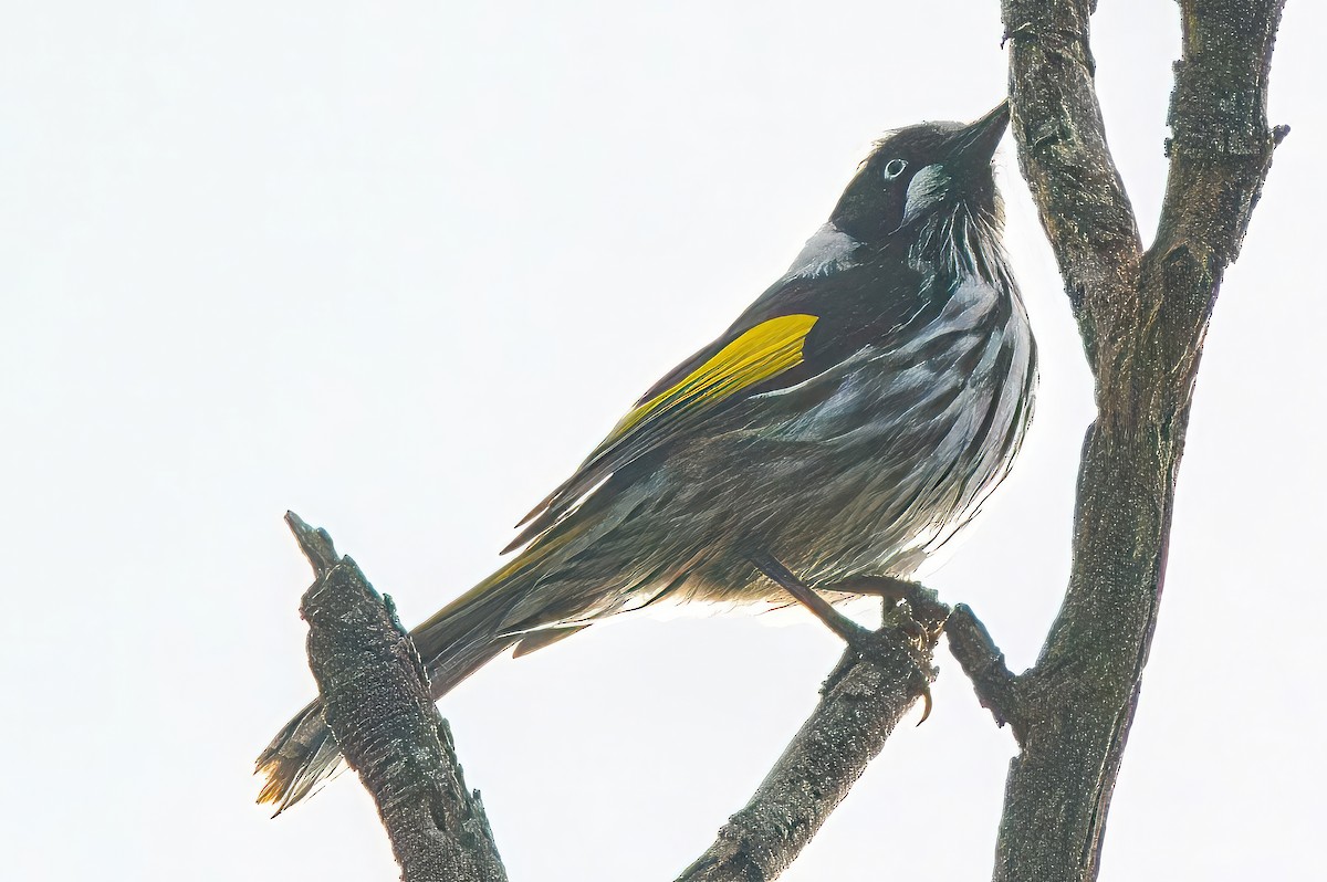 New Holland Honeyeater - ML620439596