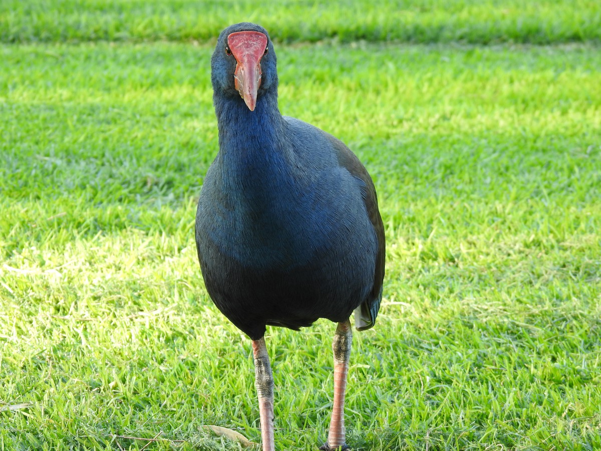 Australasian Swamphen - ML620439597