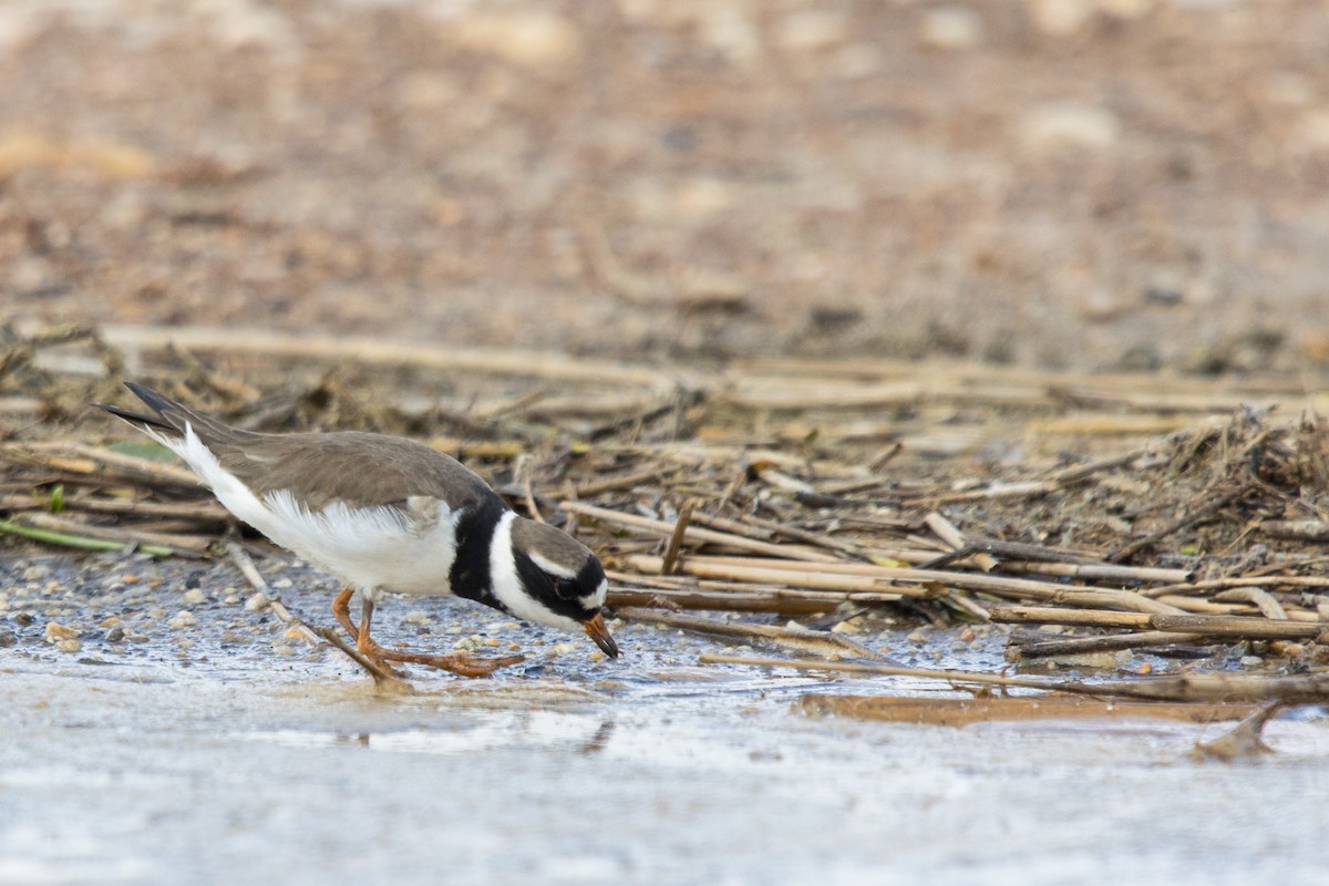 Common Ringed Plover - ML620439599