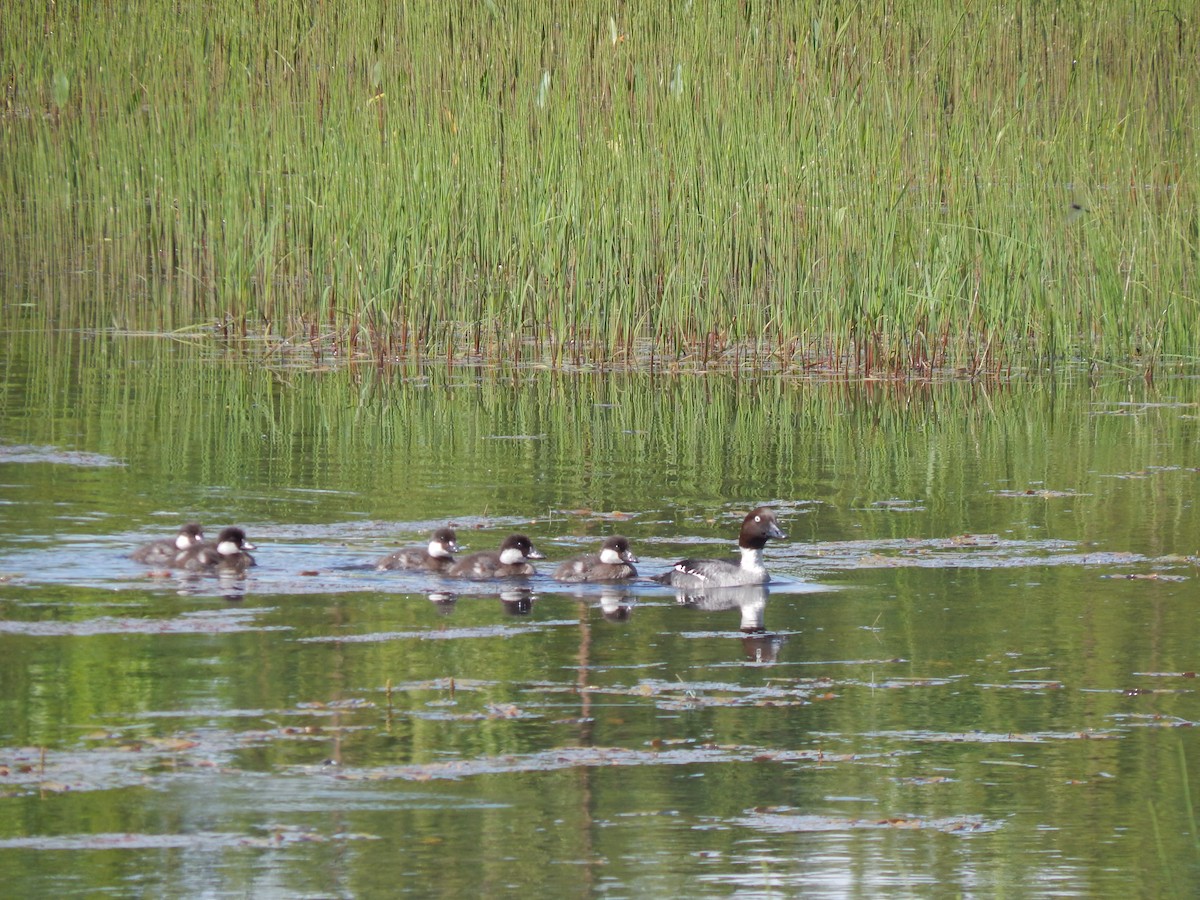 Common Goldeneye - ML620439602