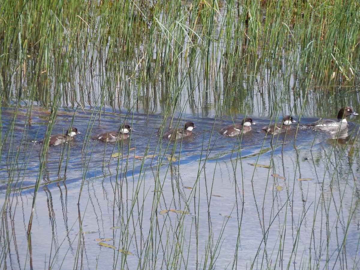 Common Goldeneye - ML620439604