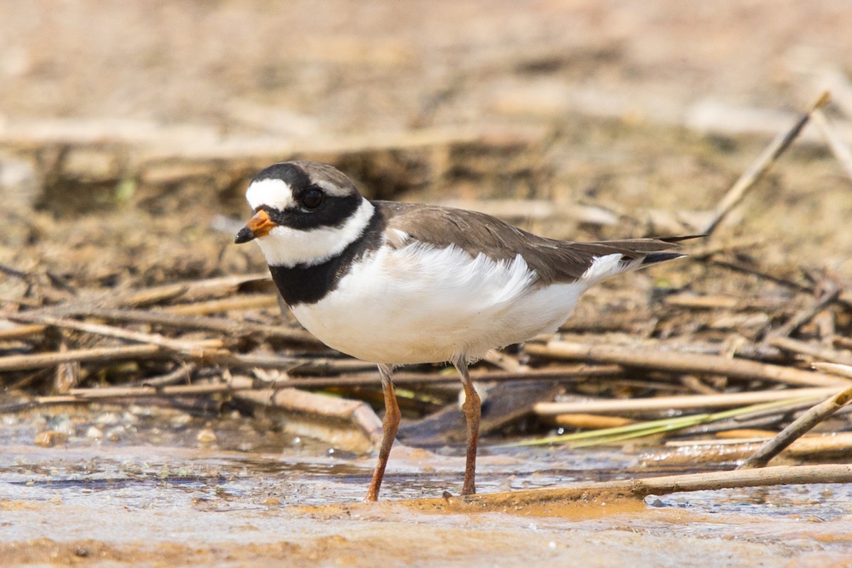 Common Ringed Plover - ML620439606