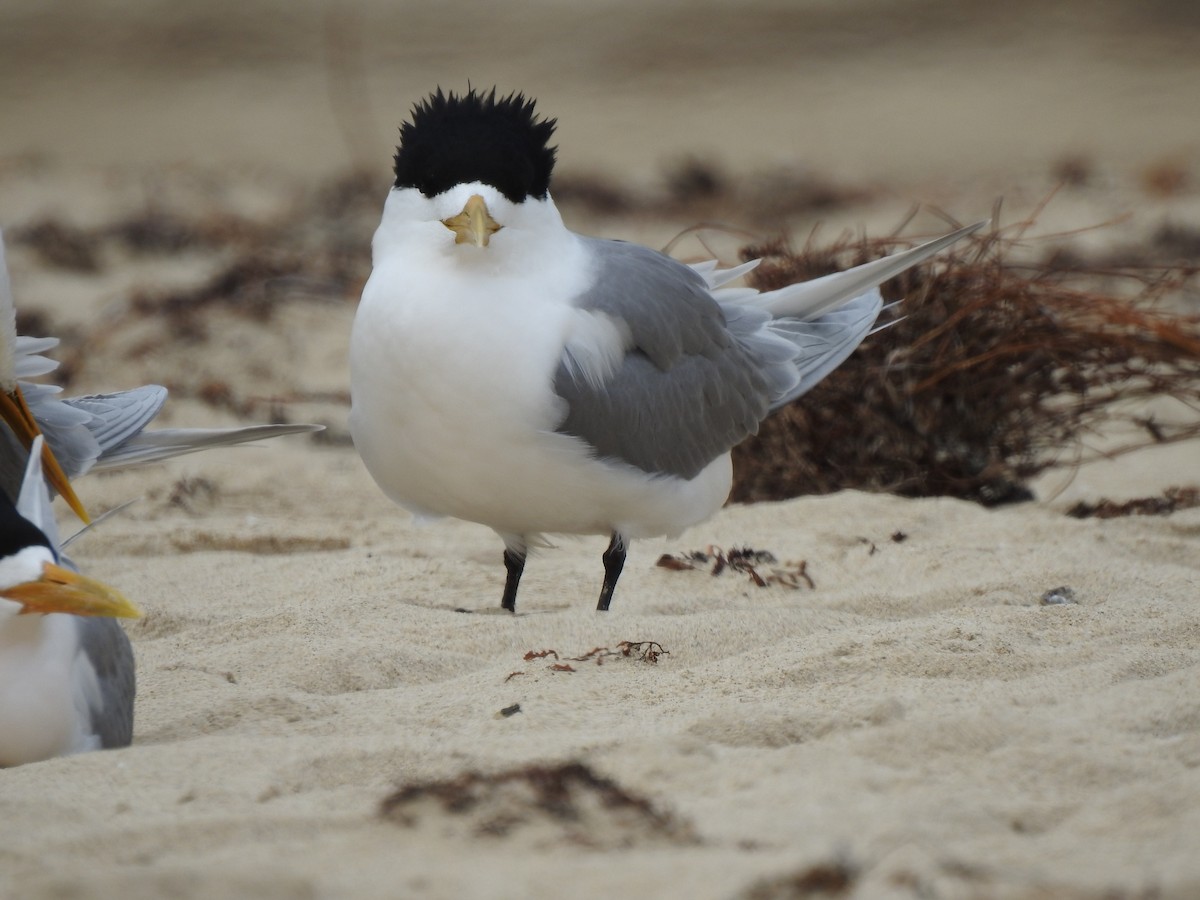 Great Crested Tern - ML620439612