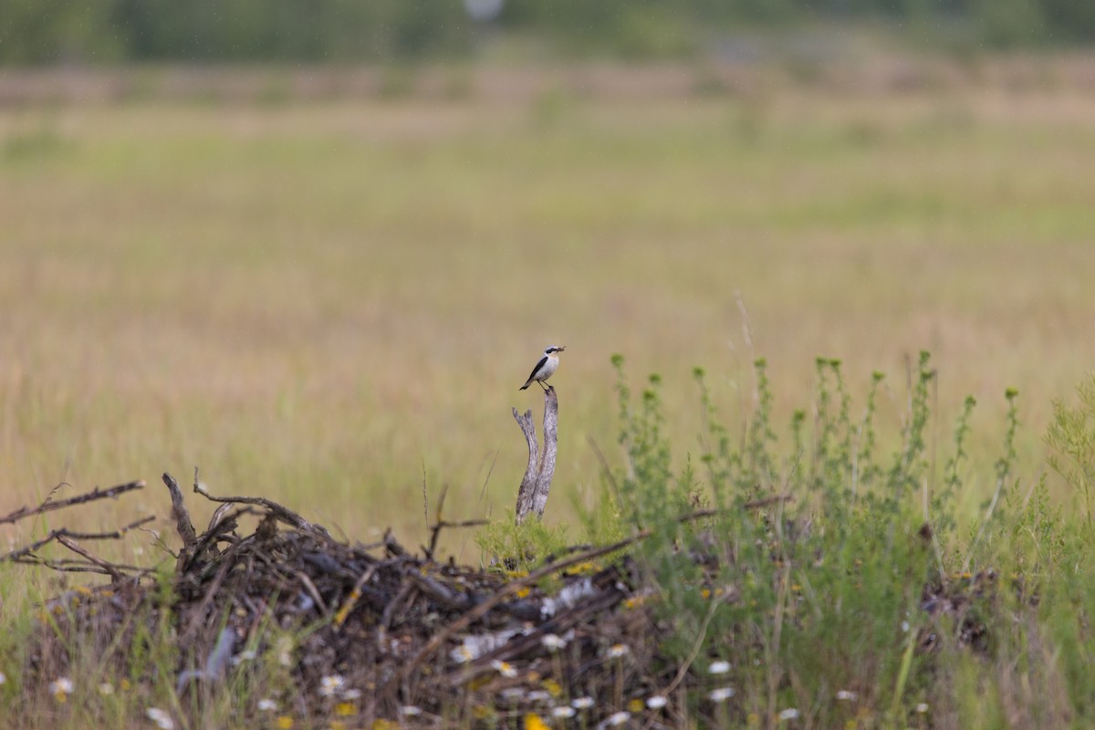 Northern Wheatear - ML620439614