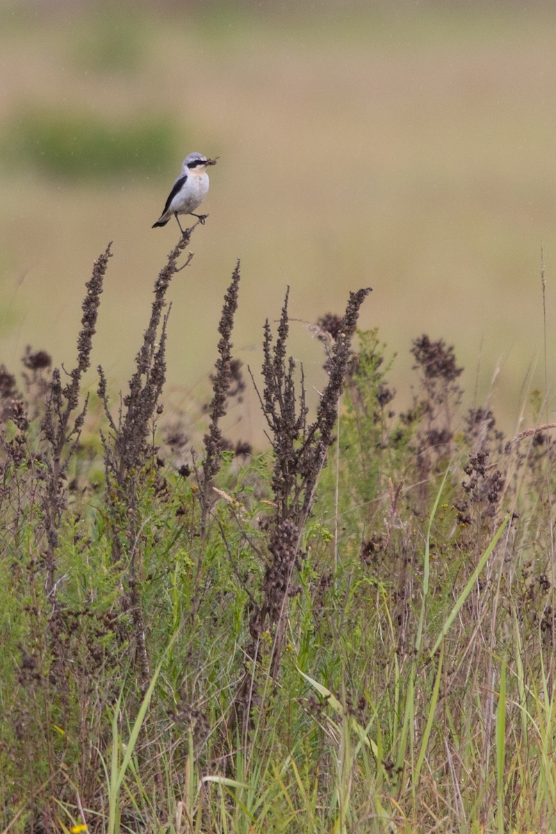 Northern Wheatear - ML620439616