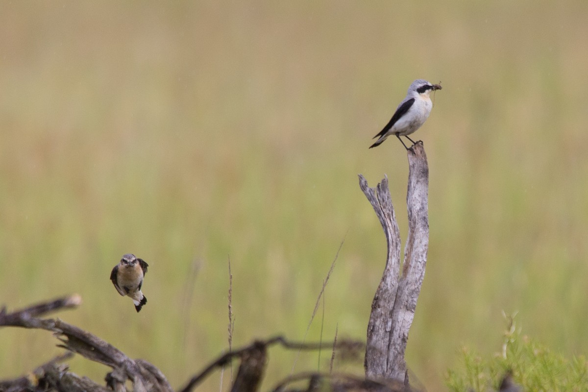 Northern Wheatear - ML620439618