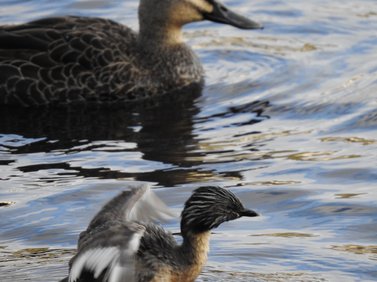 Hoary-headed Grebe - ML620439619