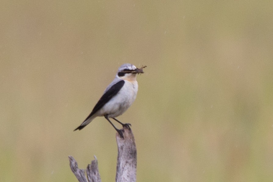 Northern Wheatear - ML620439620