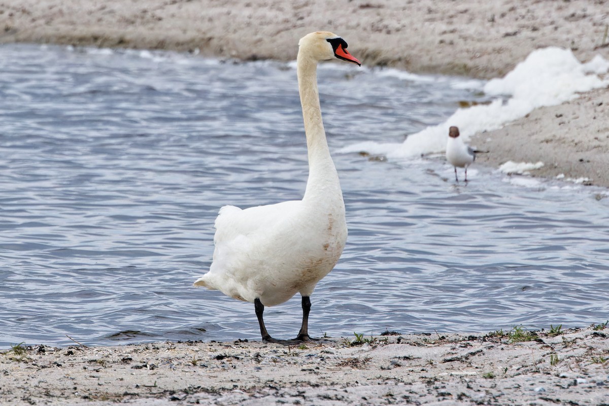 Mute Swan - ML620439623