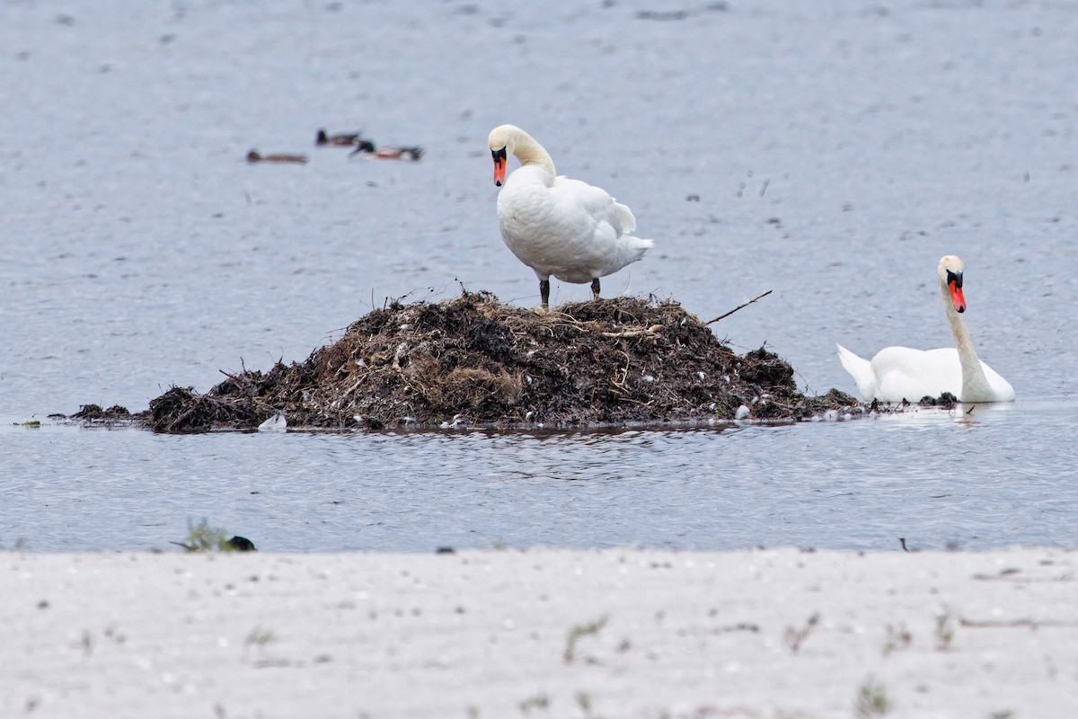 Mute Swan - ML620439625