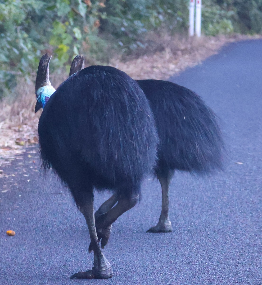 Southern Cassowary - ML620439628