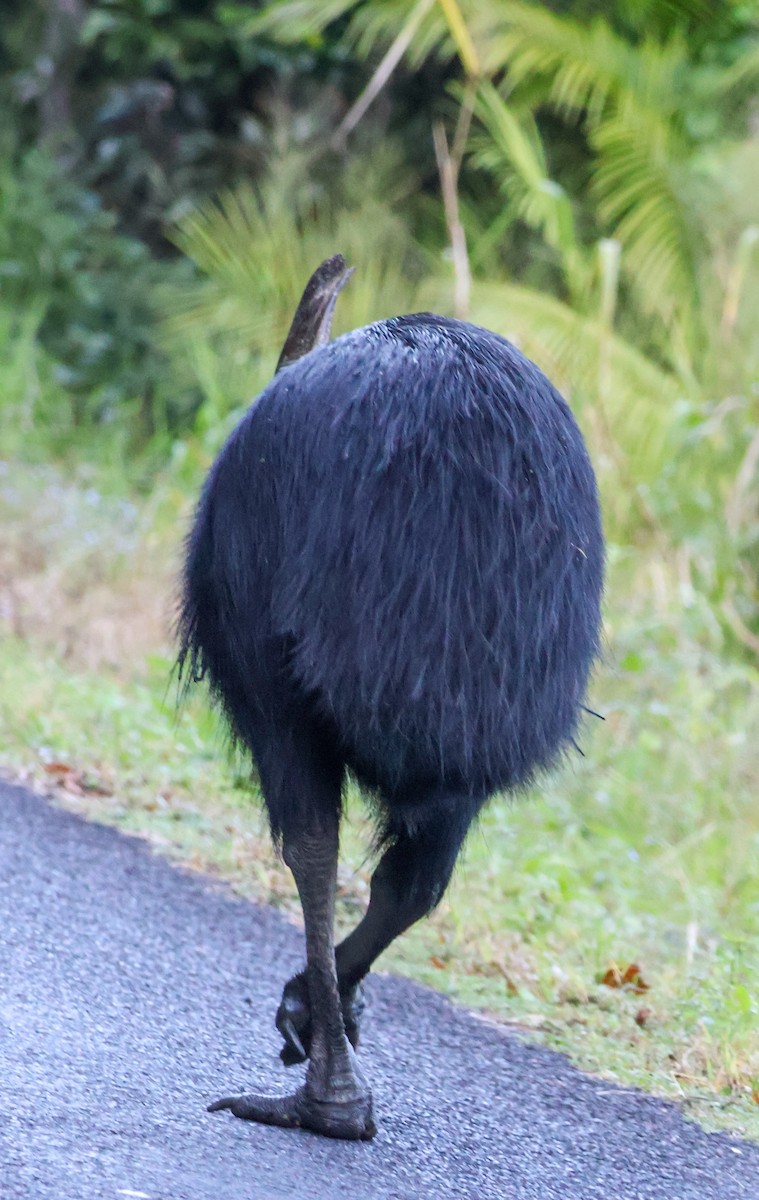 Southern Cassowary - ML620439629