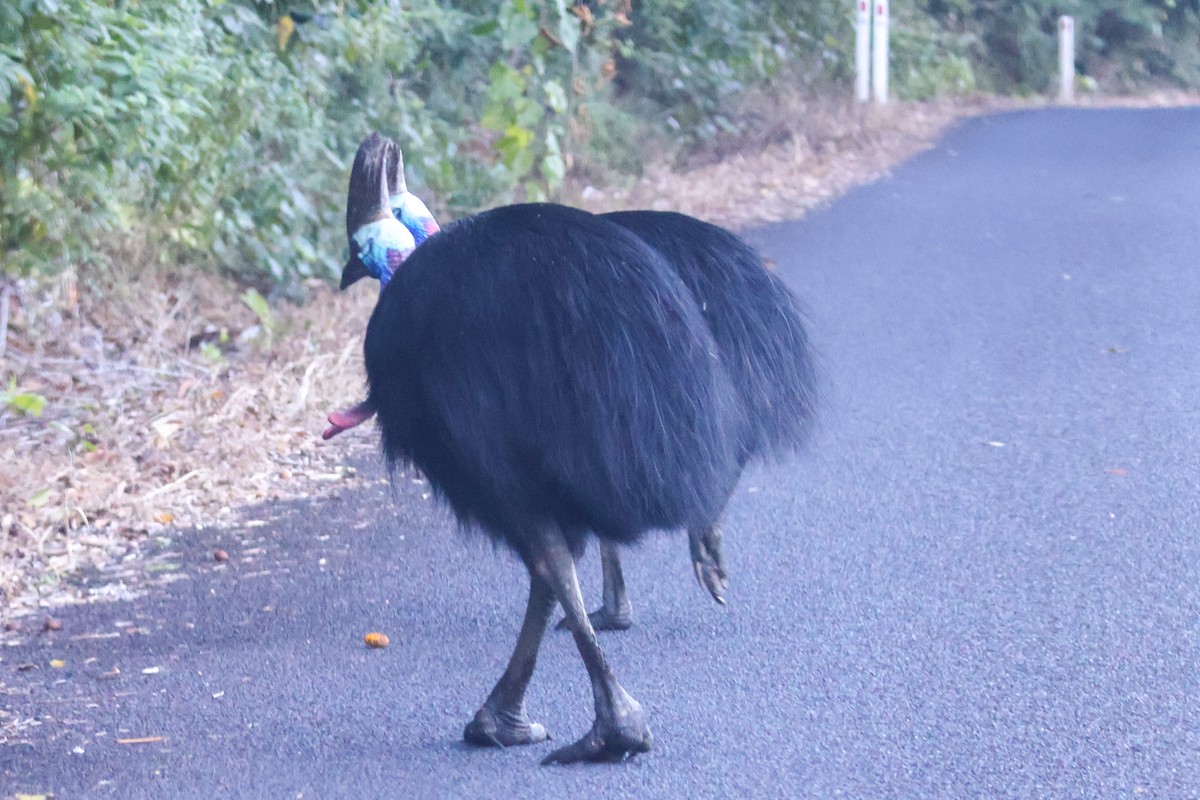 Southern Cassowary - ML620439630