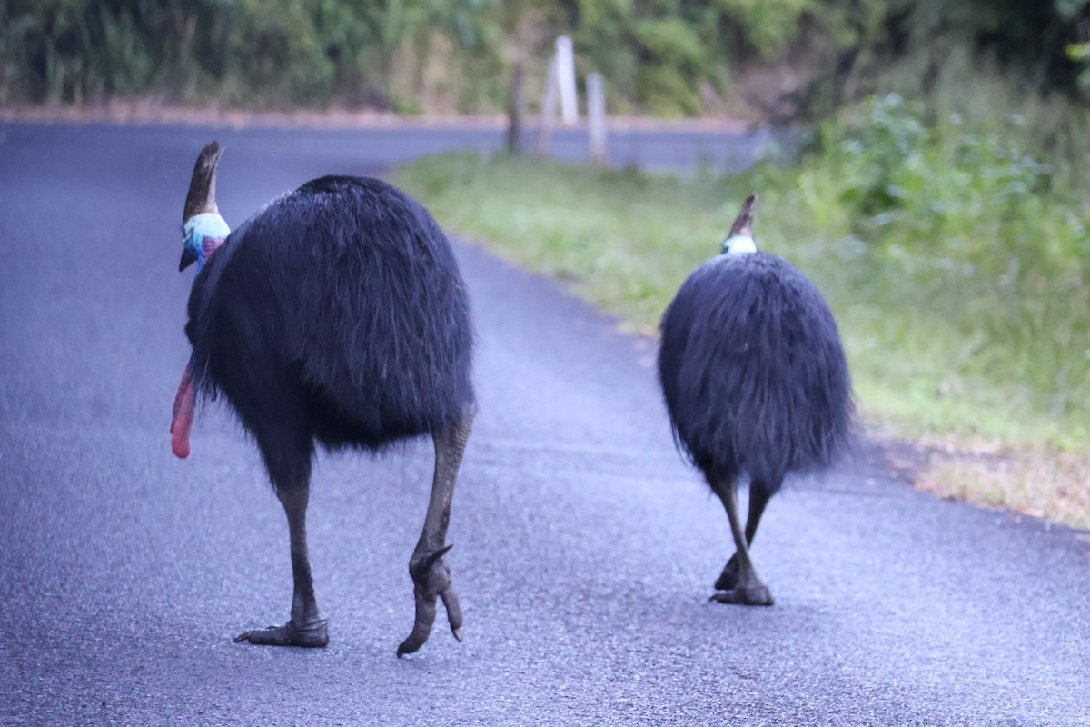 Southern Cassowary - ML620439633