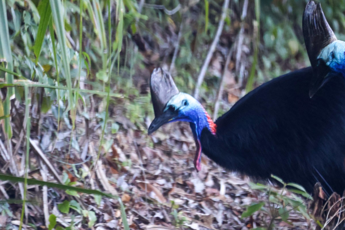 Southern Cassowary - ML620439634