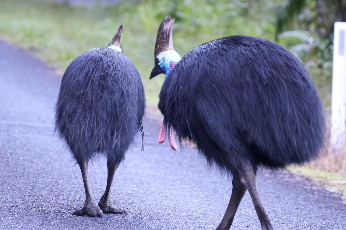 Southern Cassowary - ML620439636