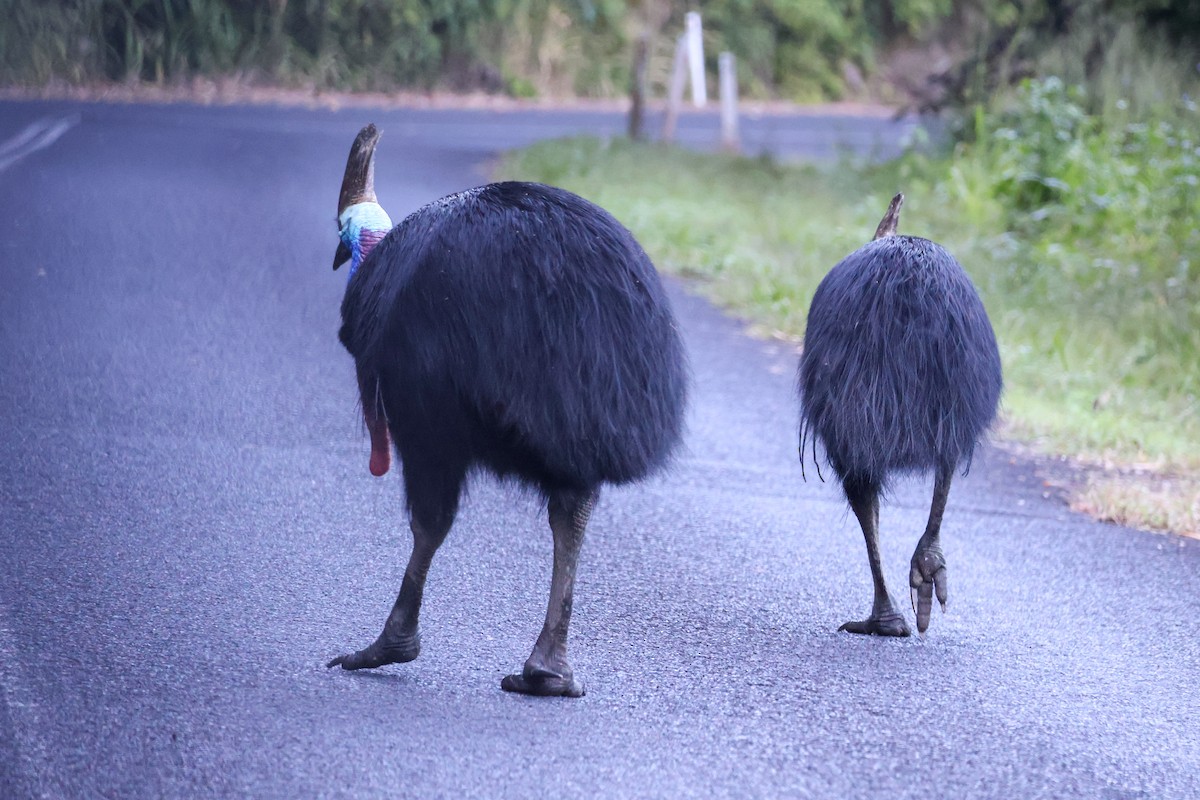 Southern Cassowary - ML620439637