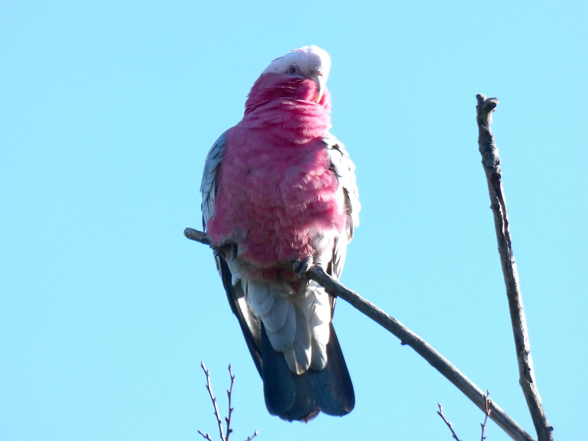 Cacatúa Galah - ML620439641