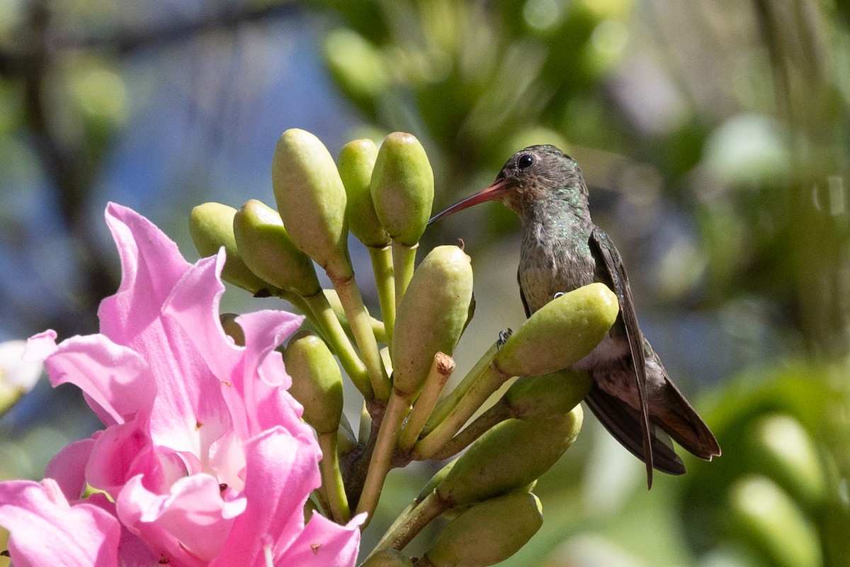 gyllenkolibri - ML620439642