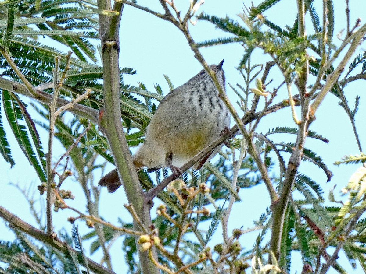 Brown Thornbill - ML620439643