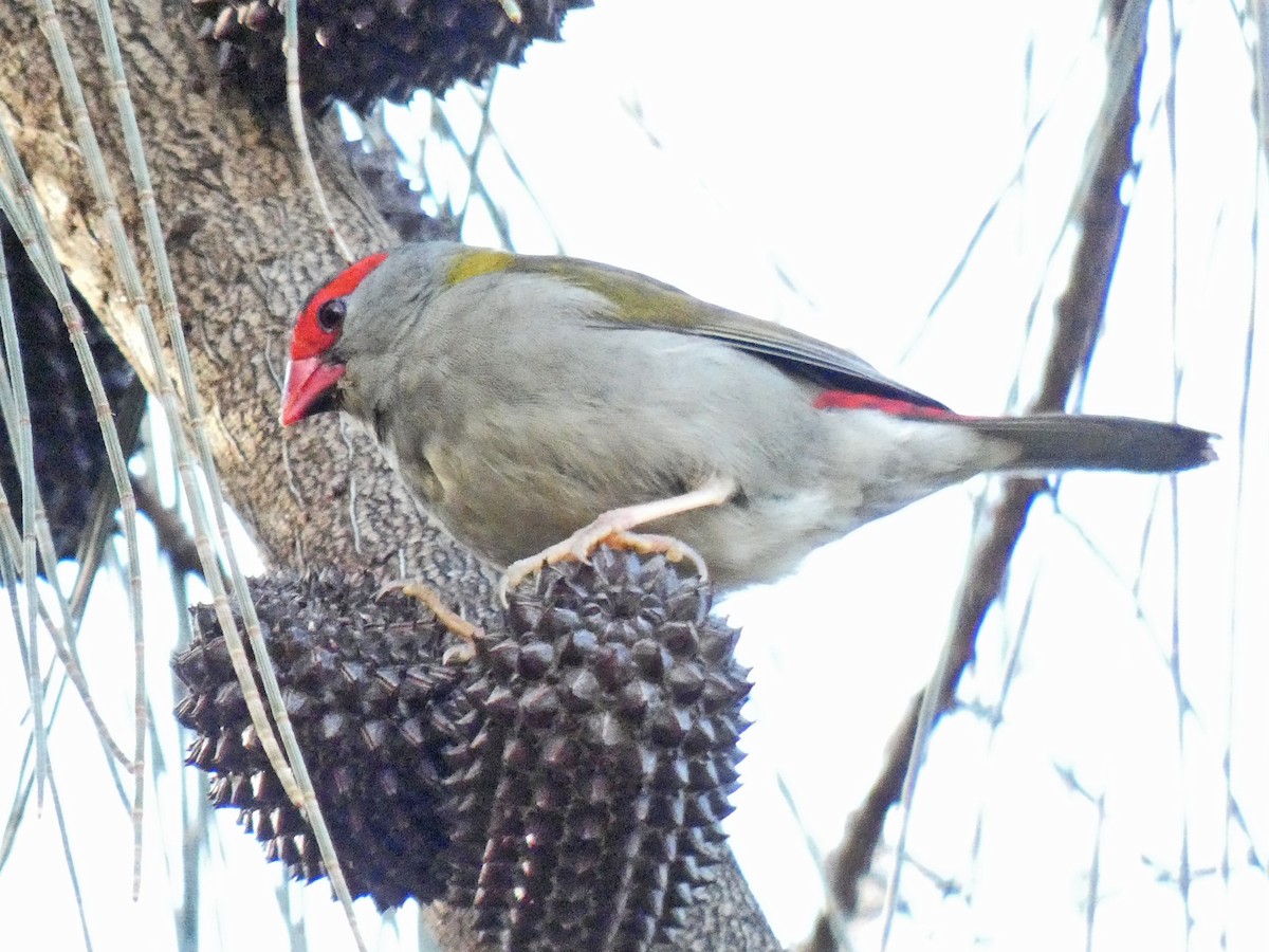 Red-browed Firetail - ML620439646