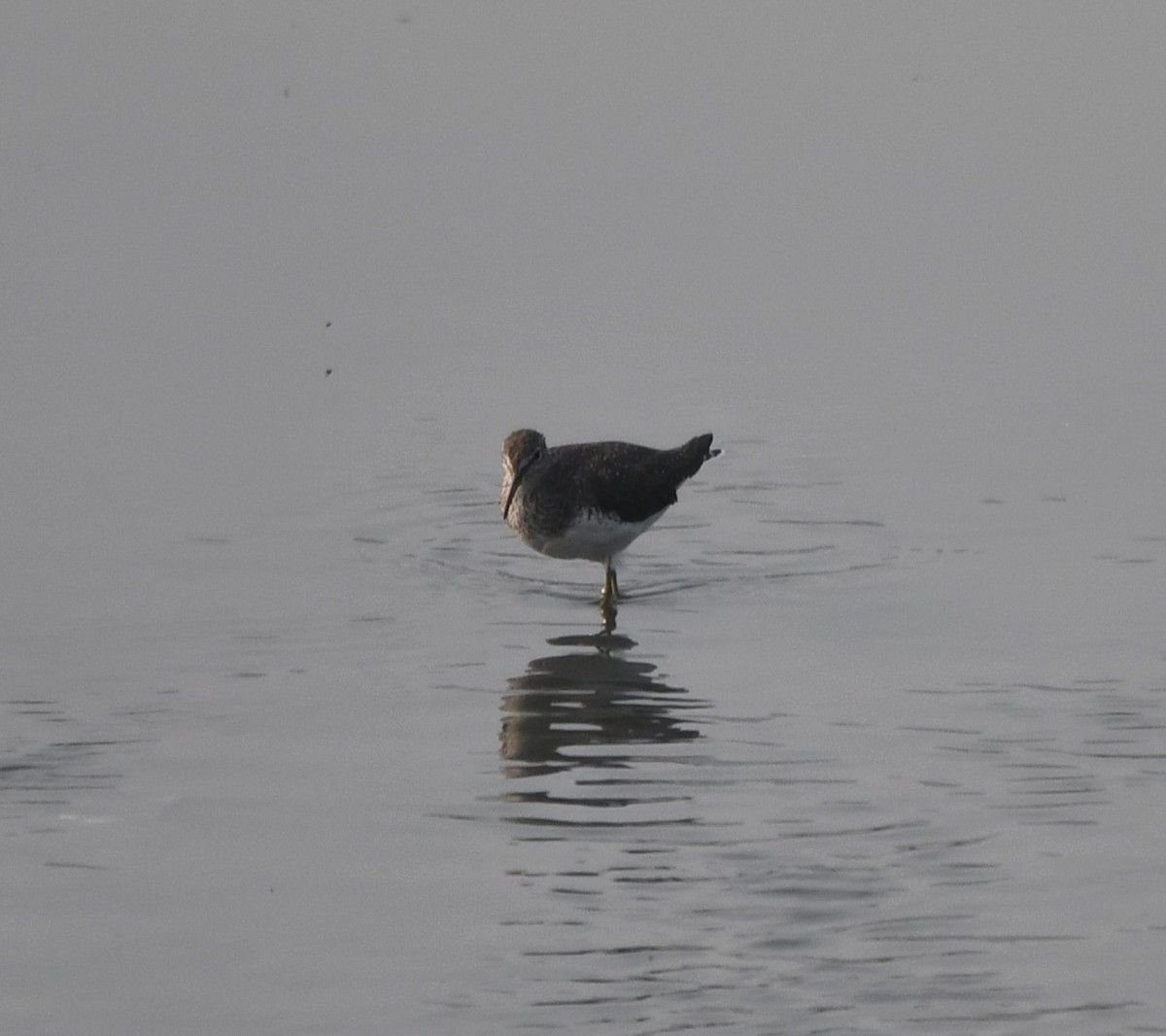 Green Sandpiper - ML620439651