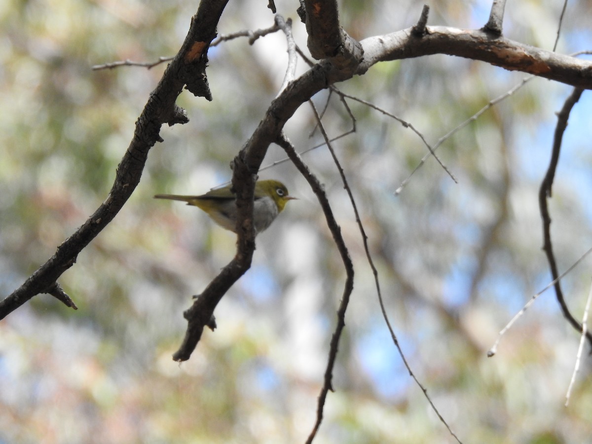 Silvereye - ML620439654