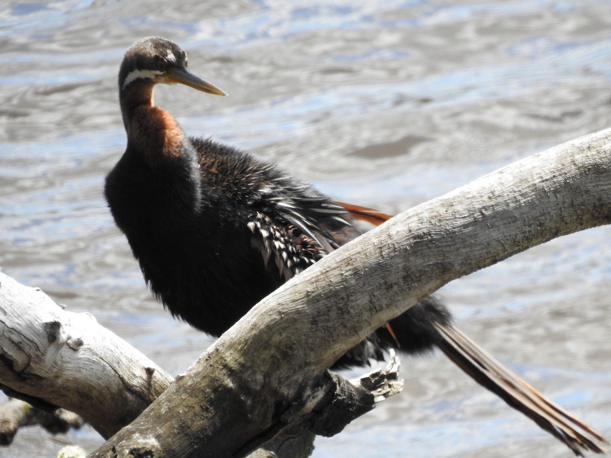 Austral-Schlangenhalsvogel - ML620439659