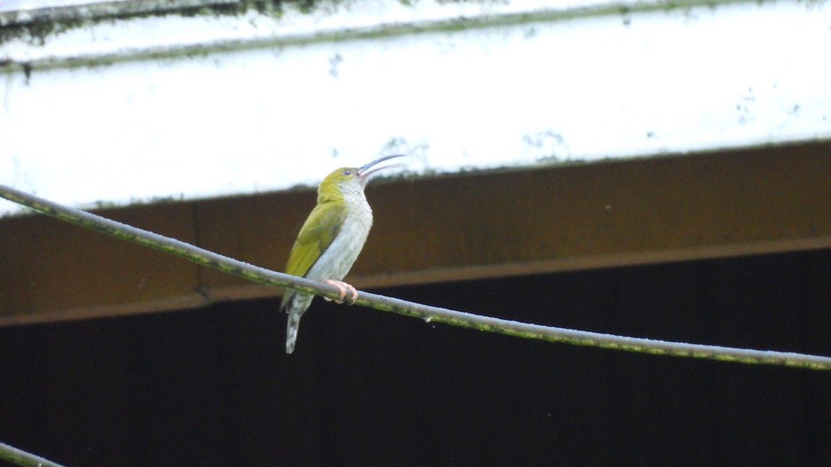 Bornean Spiderhunter - ML620439660