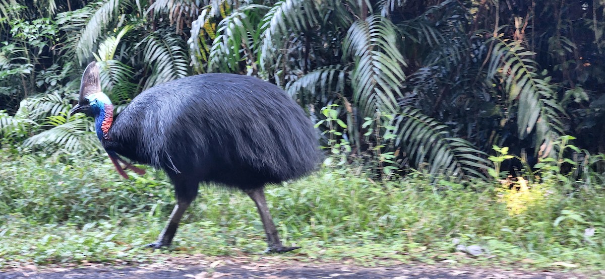 Southern Cassowary - ML620439661