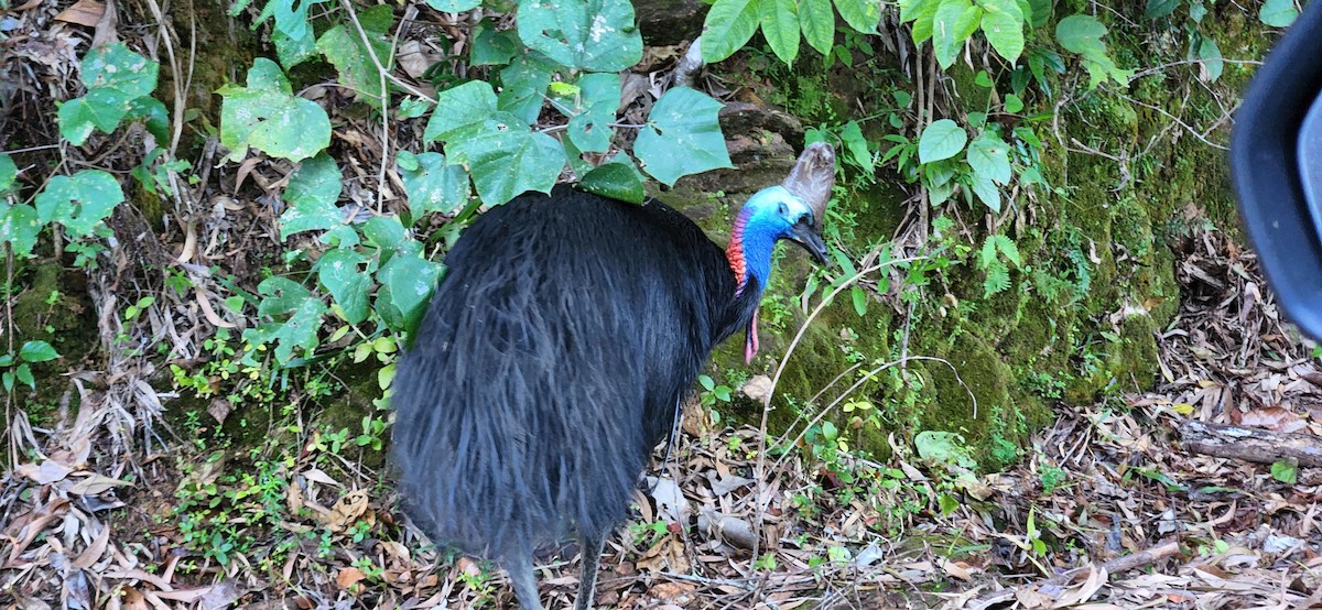 Southern Cassowary - ML620439667