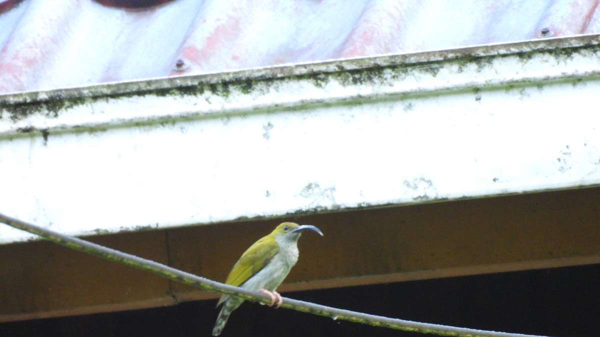 Bornean Spiderhunter - ML620439668