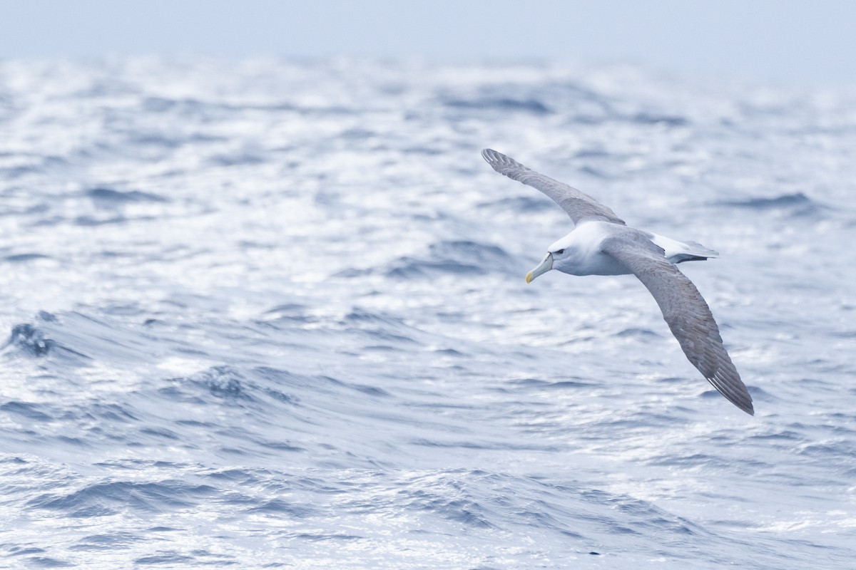 Albatros à cape blanche - ML620439669