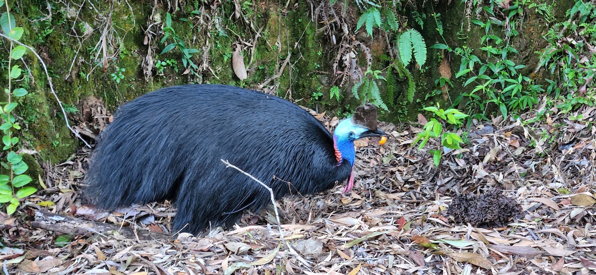 Southern Cassowary - ML620439670