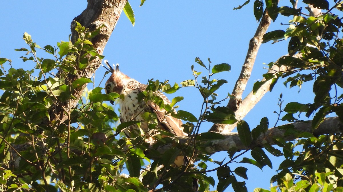 Águila de Wallace - ML620439674