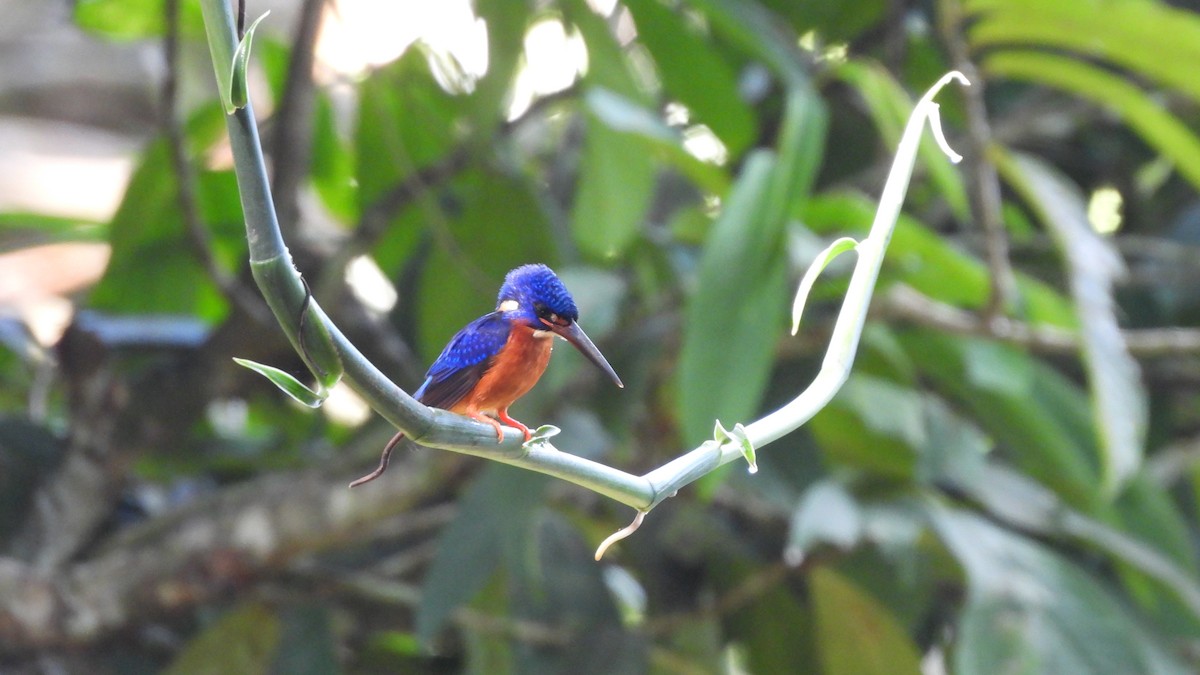 Blue-eared Kingfisher - ML620439675