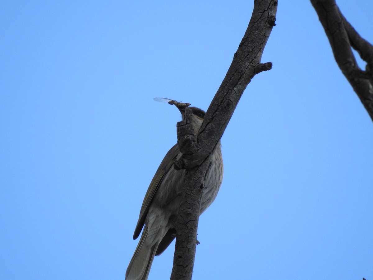 Singing Honeyeater - ML620439676