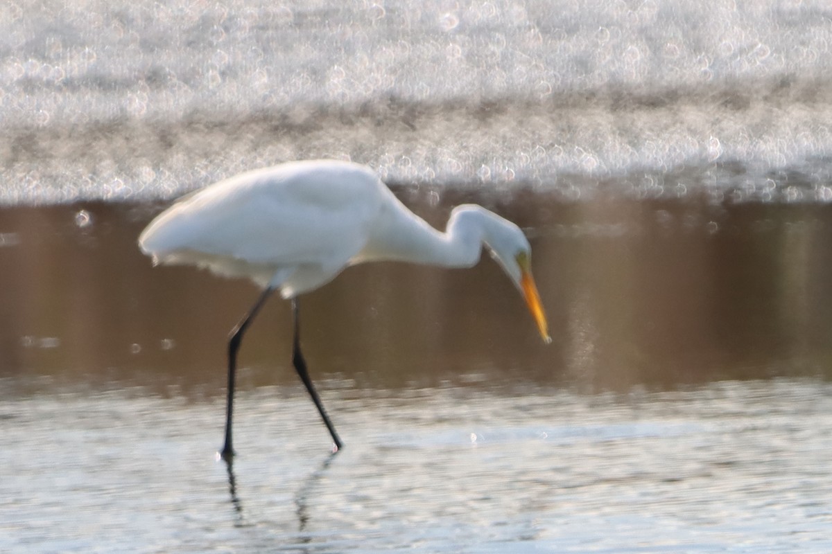 Medium Egret - ML620439678